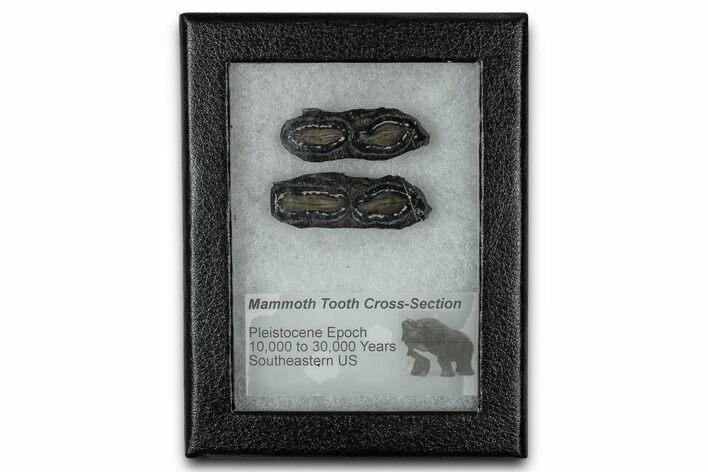 Mammoth Molar Slices With Case - South Carolina #350012
